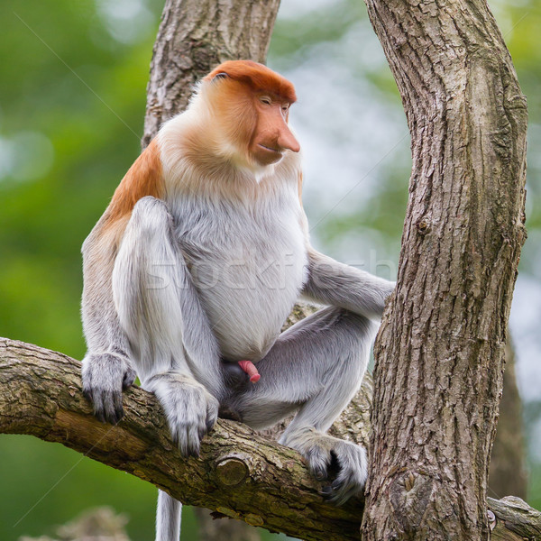 Proboscis monkey in a tree Stock photo © michaklootwijk