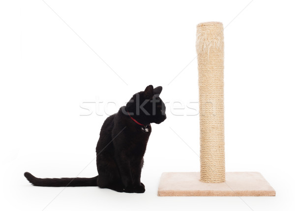 Black cat with a scratching post  Stock photo © michaklootwijk