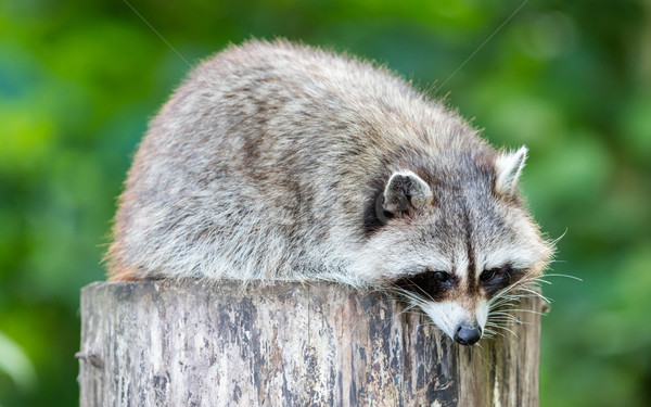 Adult racoon on a tree Stock photo © michaklootwijk