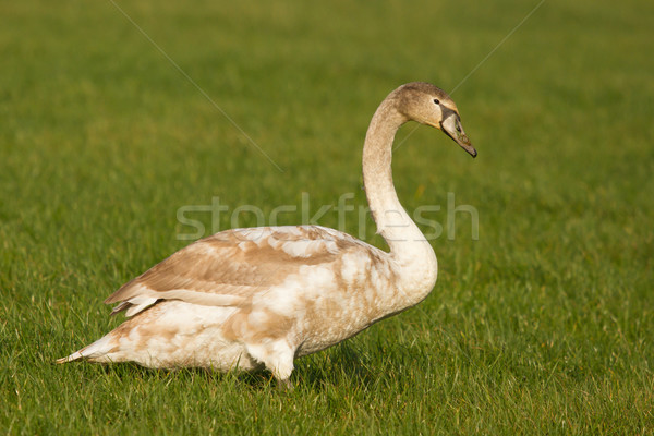 Jungen Schwan grünen Bereich Natur Garten Stock foto © michaklootwijk