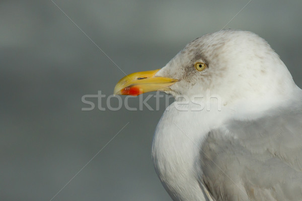 A herring gull Stock photo © michaklootwijk