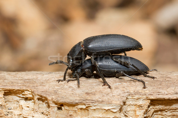 Pairing large black beetles  Stock photo © michaklootwijk