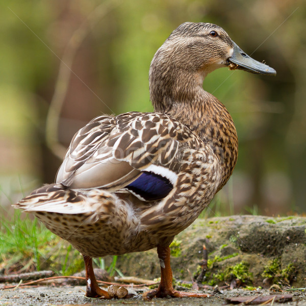 A wild duck (mallard, female) Stock photo © michaklootwijk