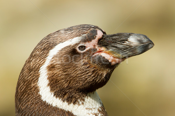 Close-up of a humboldt penguin Stock photo © michaklootwijk