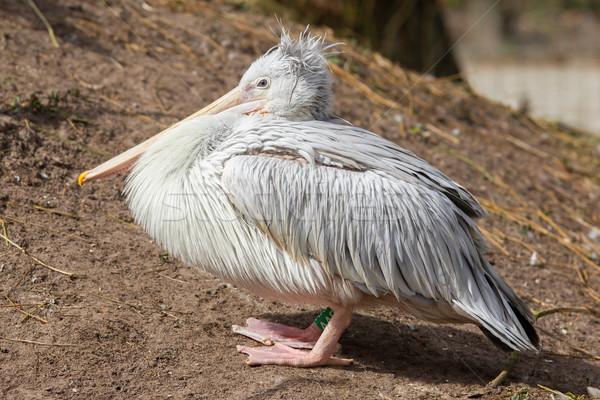 Pink-backed Pelican - Pelecanus rufescens Stock photo © michaklootwijk