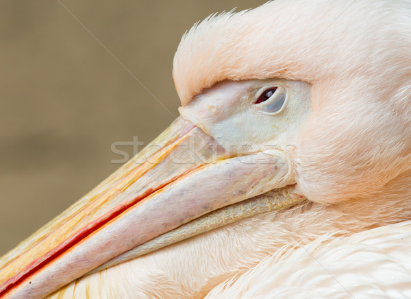 Adult pelican resting Stock photo © michaklootwijk