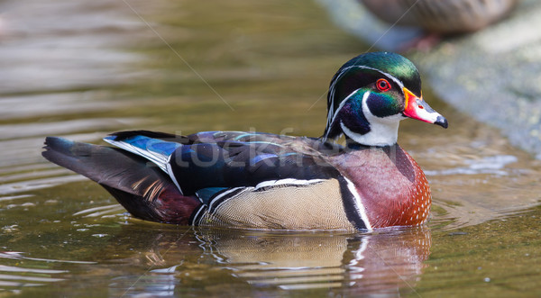 Masculina madera pato colorido Foto stock © michaklootwijk