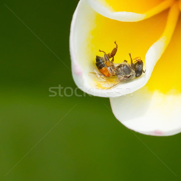Stock photo: Dead fly in a yellow flower