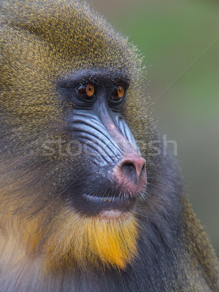 портрет взрослый природного среда обитания лес обезьяны Сток-фото © michaklootwijk