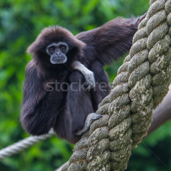 Lar Gibbon, or a white handed gibbon Stock photo © michaklootwijk