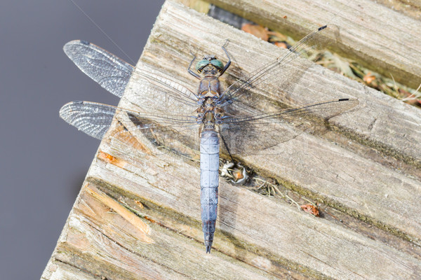синий Dragonfly древесины большой кусок Сток-фото © michaklootwijk