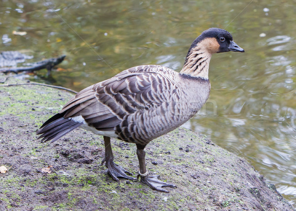 Hawaiian goose, Branta sandvicensis Stock photo © michaklootwijk