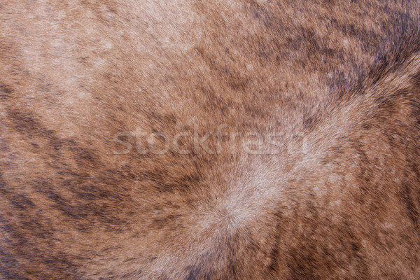 Brown textured cowhide Stock photo © michaklootwijk