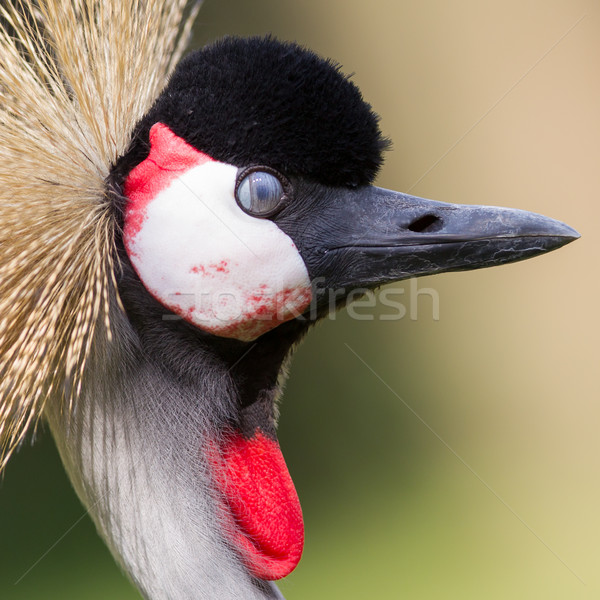 Close-up of a crowned crane Stock photo © michaklootwijk
