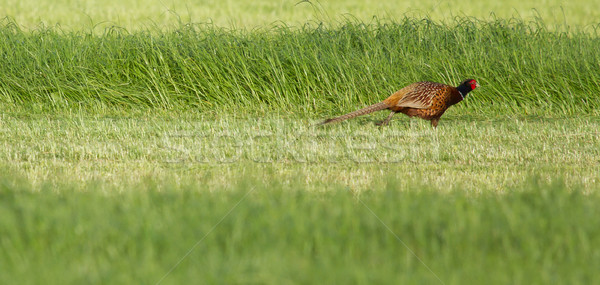 Stock photo: A pheasant in a field