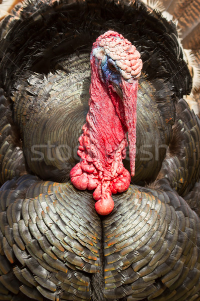 A large turkey Stock photo © michaklootwijk