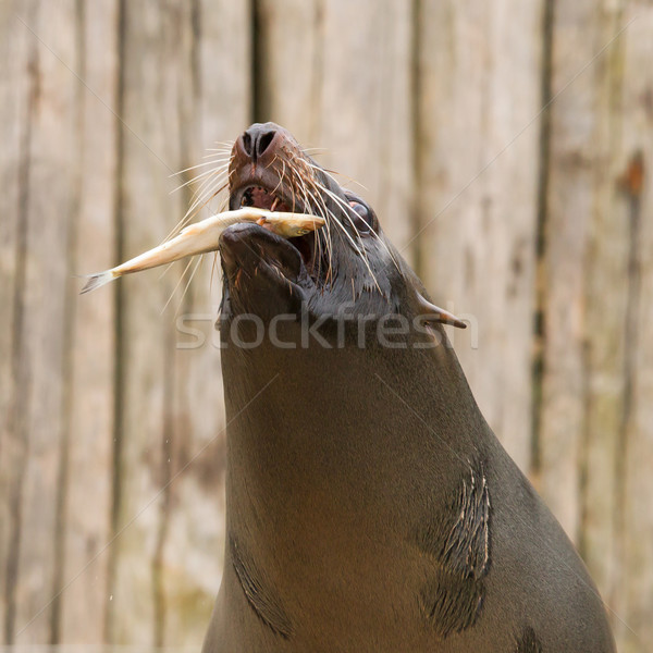 South American Sea Lion (Otaria flavescens) Stock photo © michaklootwijk