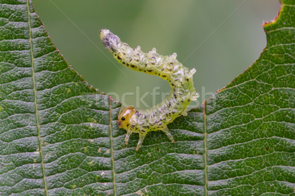 Small caterpillar eating a green leaf Stock photo © michaklootwijk