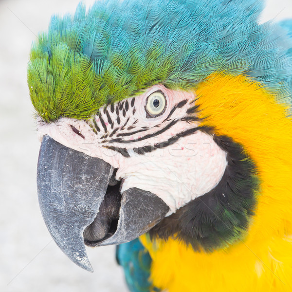 Yellow Macaw Stock photo © michaklootwijk