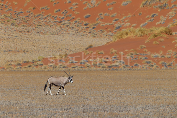 Gemsbok antelope (Oryx gazella) Stock photo © michaklootwijk