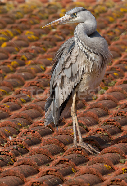 A blue heron on a roof Stock photo © michaklootwijk