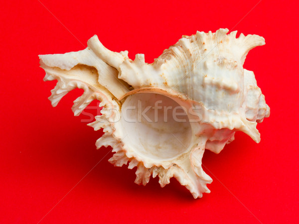 Zee shell rode zee Rood achtergrond witte Stockfoto © michaklootwijk