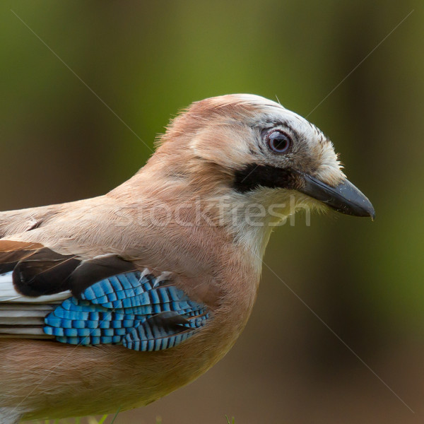 A Jay bird (Garrulus glandarius) Stock photo © michaklootwijk