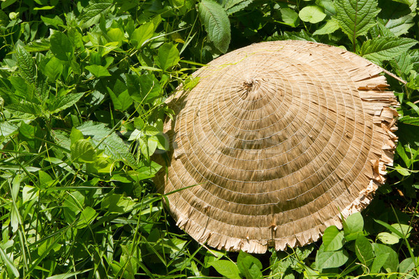 Abandoned asian conical hat isolated on green plants Stock photo © michaklootwijk