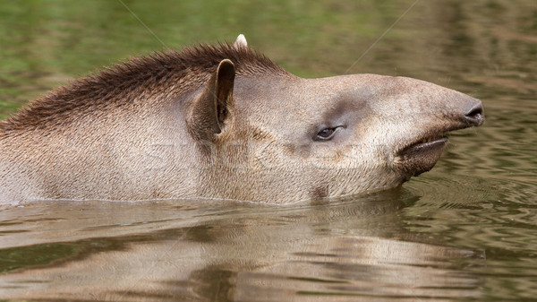 Profile portrait of south American tapir in the water Stock photo © michaklootwijk