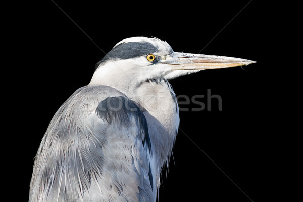 Great blue heron isolated Stock photo © michaklootwijk