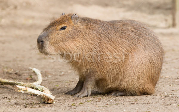 Capybara (Hydrochoerus hydrochaeris) sitting in the sand Stock photo © michaklootwijk