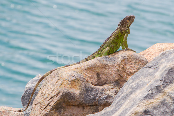 Grünen Leguan Sitzung Felsen Karibik Küste Stock foto © michaklootwijk