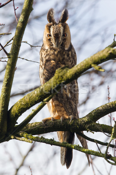 Długo Sowa drzewo charakter ptaków zwierząt Zdjęcia stock © michaklootwijk
