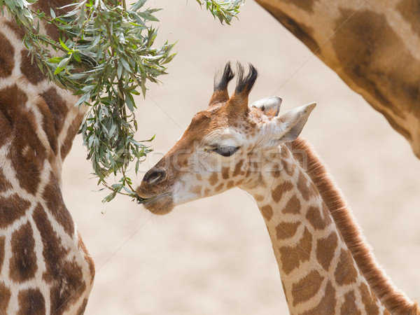 Young giraffe eating Stock photo © michaklootwijk