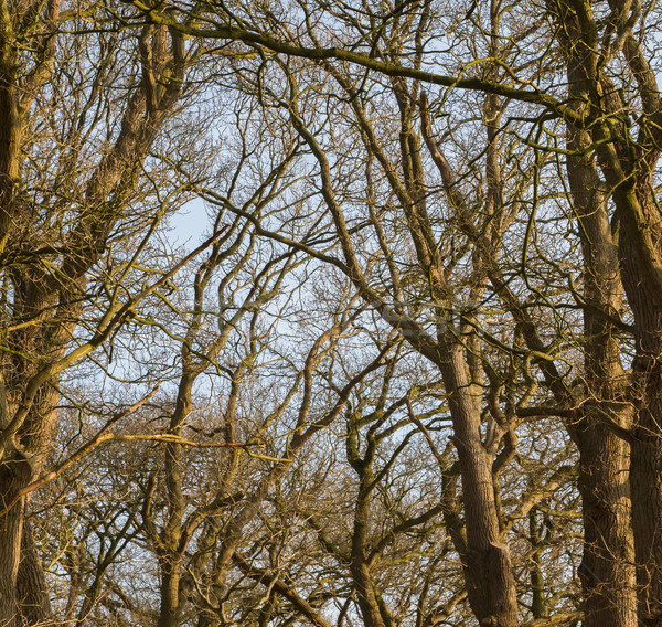 ágak fák égbolt kék ég fa erdő Stock fotó © michaklootwijk
