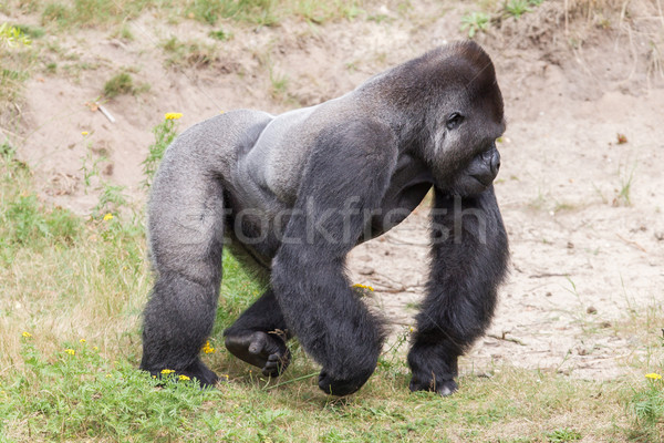 Zilver mannelijke gorilla genieten berg zwarte Stockfoto © michaklootwijk