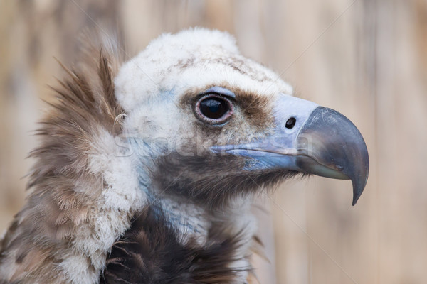 Face portrait of a Cinereous Vulture (Aegypius monachus) Stock photo © michaklootwijk