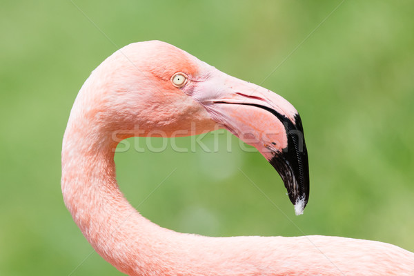 Pink flamingo close-up Stock photo © michaklootwijk