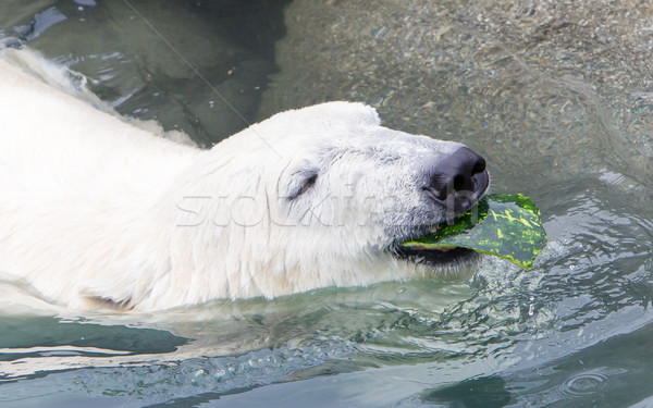 Close-up of a polarbear (icebear) Stock photo © michaklootwijk