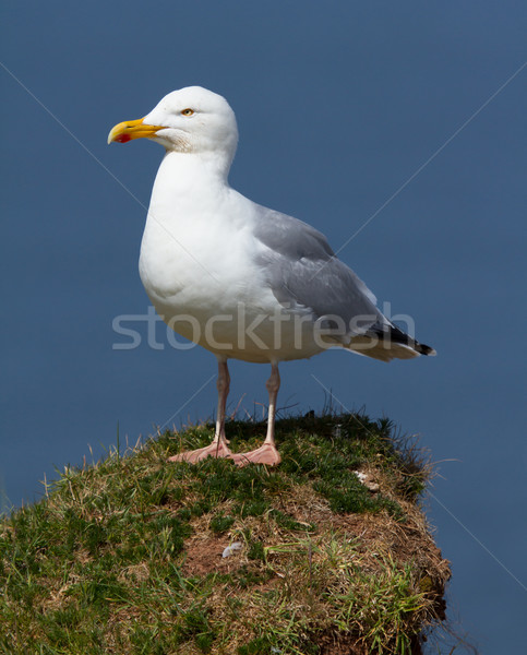 A seagull on a rock  Stock photo © michaklootwijk