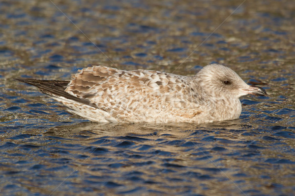 A seagull in the water Stock photo © michaklootwijk