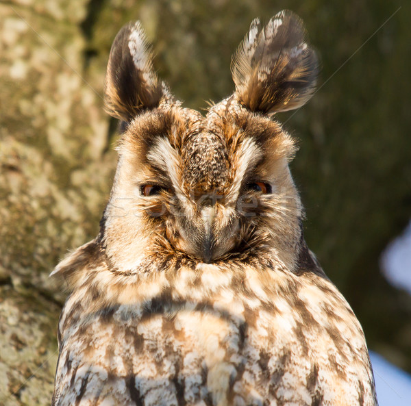 A sleeping long-eared owl Stock photo © michaklootwijk