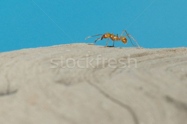 A leaf cutter ant Stock photo © michaklootwijk