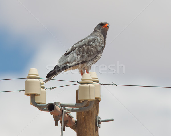 Pale-Chanting Goshawk resting on a pole Stock photo © michaklootwijk