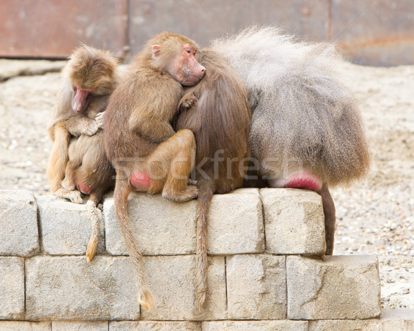 Hamadryas Baboons (Papio hamadryas) Stock photo © michaklootwijk