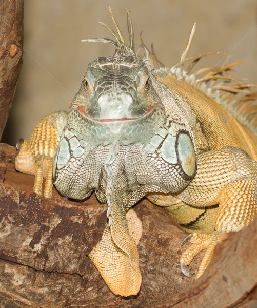 Verde iguana zoo albero corpo Foto d'archivio © michaklootwijk