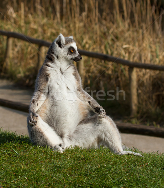 Ring-tailed lemur (Lemur catta)  Stock photo © michaklootwijk