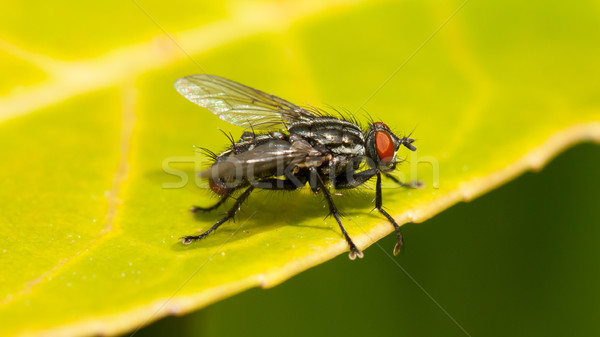 Stockfoto: Huis · vliegen · groen · blad · macro · extreme