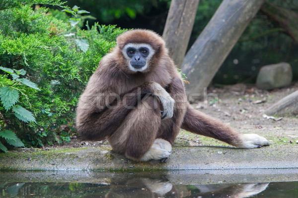 Lar Gibbon, or a white handed gibbon Stock photo © michaklootwijk