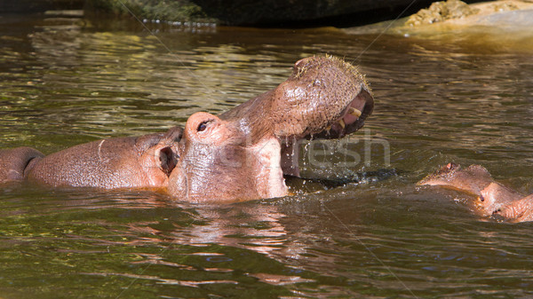 Two fighting hippos (Hippopotamus amphibius) Stock photo © michaklootwijk